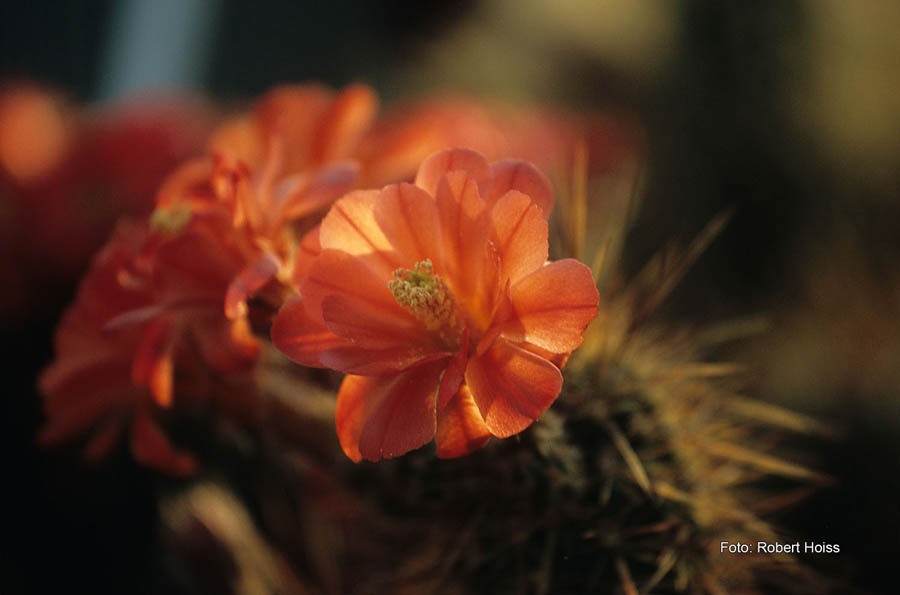 Hoiss_200503_K2005_0001