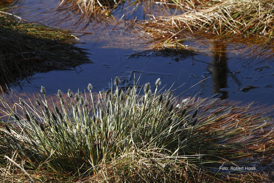 Hoiss_201003_IMG_8357