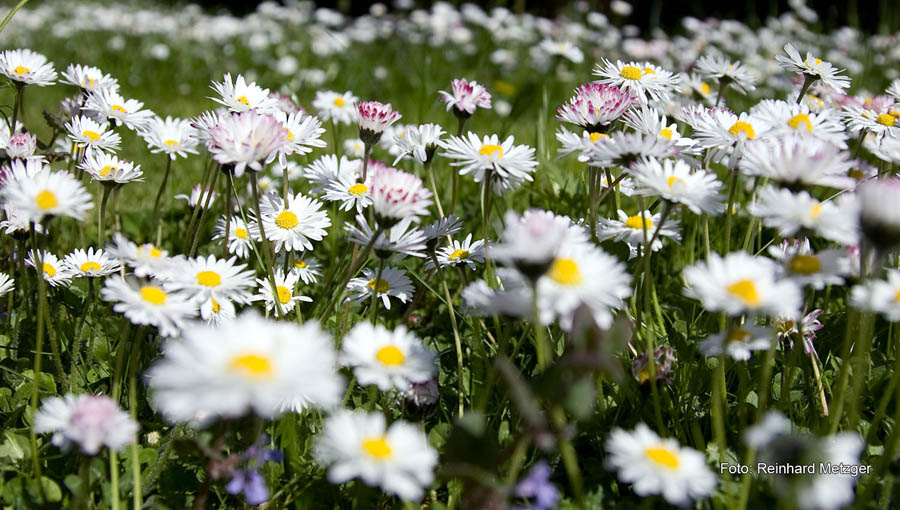 2010-04-13_Gaensebluemchen_1_RME_4779