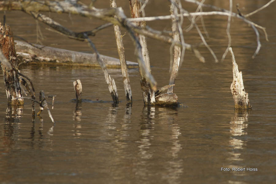 2010-04-17_06_Amperstausee