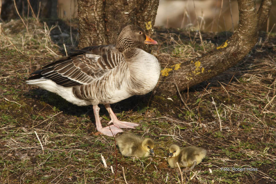 2010-04-17_07_Amperstausee