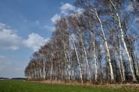 2010-04-19_Birkenwaeldchen bei Loitershofen_ RME_5038