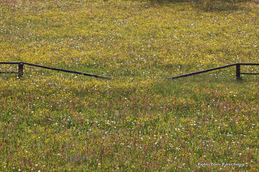 2010-05-17_01_Blumenwiese