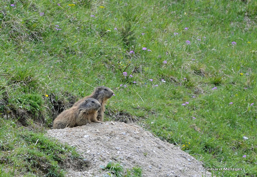 2010-05-25_32_Murmeltier_4_