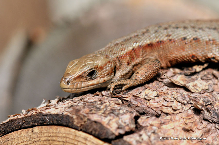 2010-05-25_34_...ist_Sein_Zuhause_