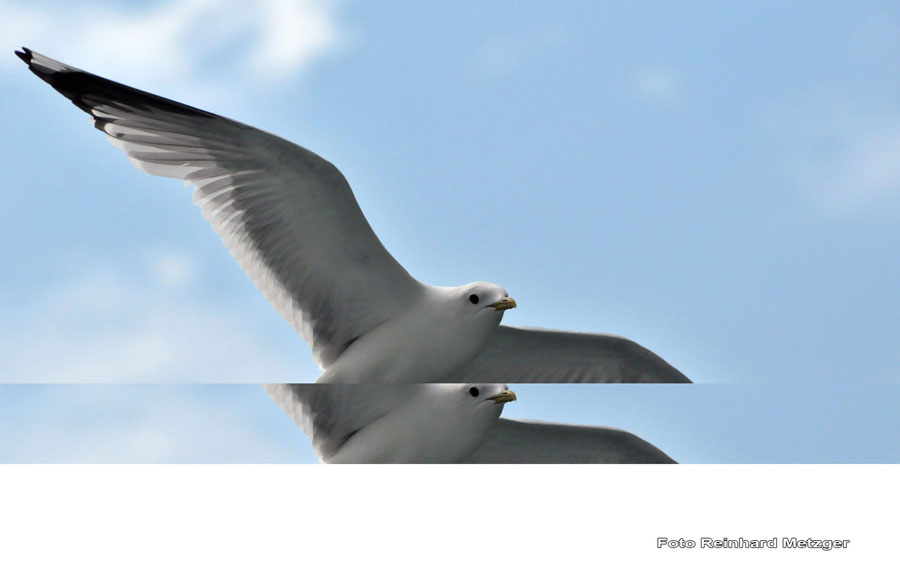 2010-06-24_26_Sturm_Moewe_2