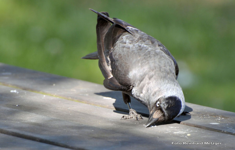 2010-06-28_30_Dohle_2