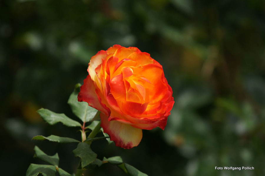 2010-08-31_12-Rose auf Madeira_WP