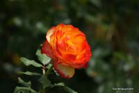 2010-08-31_12-Rose auf Madeira_WP