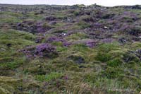 Hoiss_2010-08-31_02_Island_typische_Vegatation_6464