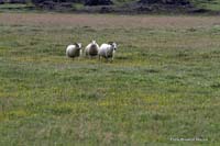 Hoiss_2010-08-31_11_Island_die_haben_Vorfahrt_6563