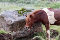 Hoiss_2010-08-31_21_Island_das_Sauwetter_ist_zum_Lachen_6708
