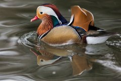 2014-12-31_13_Mandanrinente_(m)_4225_RH