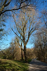 2015-11-30_35_Englischer_Garten_2523_1_TU