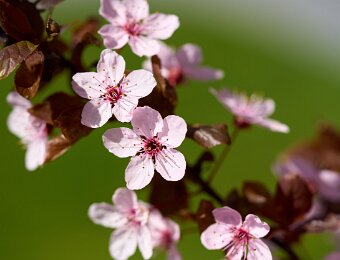 2026-04-08_001_Blutpflaume_WP