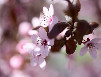 2026-04-08_002_Blutpflaume_WP