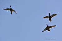 2009-05-31_060_Jugendpfingstturnier_Mammendorf_E-Painten_E_1-1