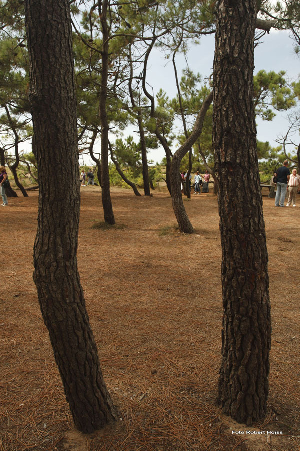 2009-09-05_095_Brem_sur_Mer